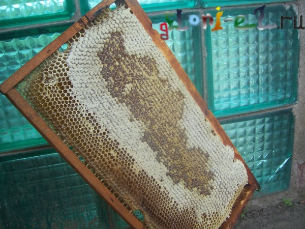 Рамка, полная медом