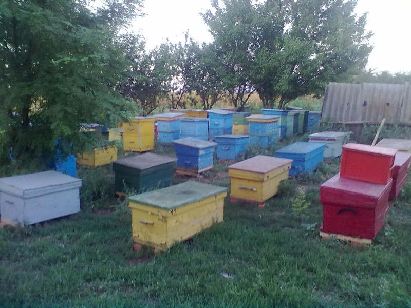 Наши пчелки